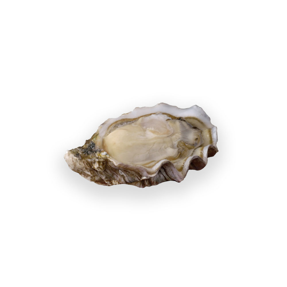 Ostra Boudeuse de Huitres Hervé