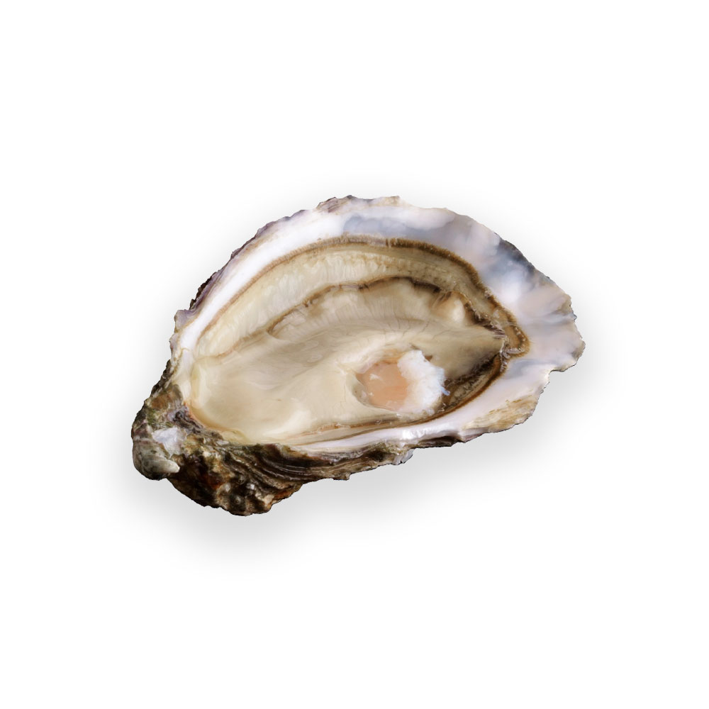 Ostra Ronce de Huitres Hervé