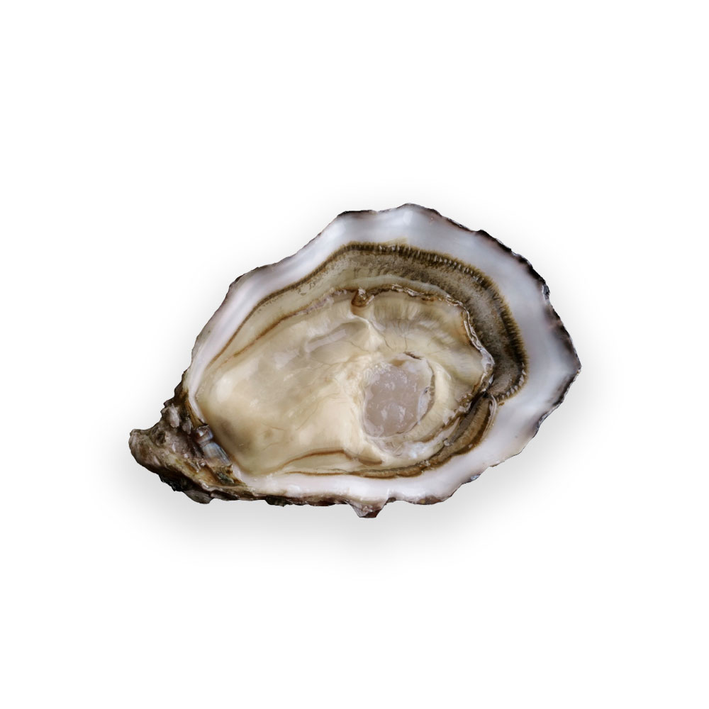 Ostra Spéciale de Huitres Hervé